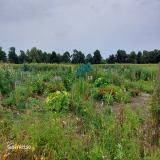 Galéria - Raluca Popa látogatása a Közösségi Kertünkben